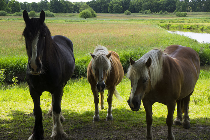 paarden